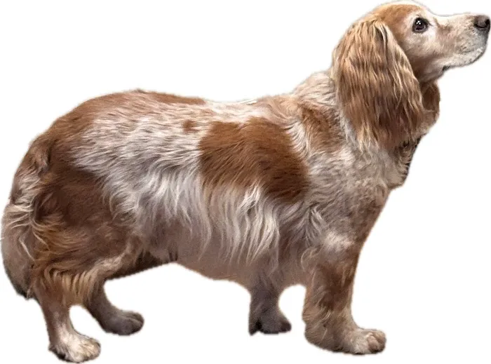Animal Wellness Hospital of Highlands 4
