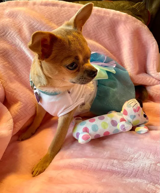Animal Wellness Hospital of Highlands 2