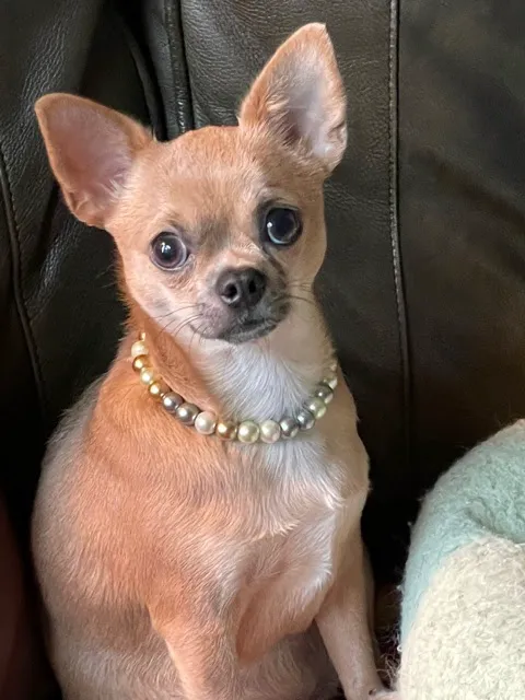 Animal Wellness Hospital of Highlands 3