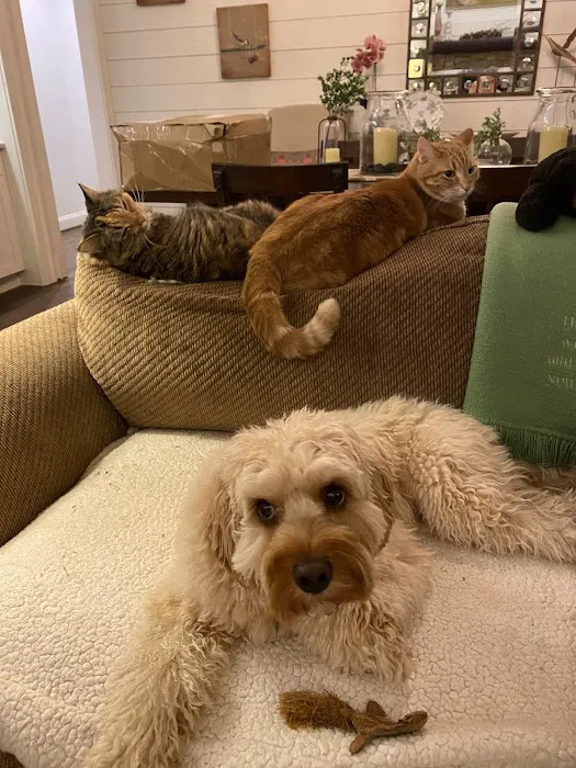Animal Wellness Hospital of Highlands 7