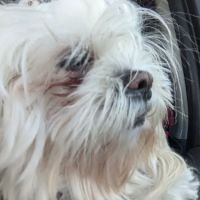 Animal House Veterinary Clinic ico