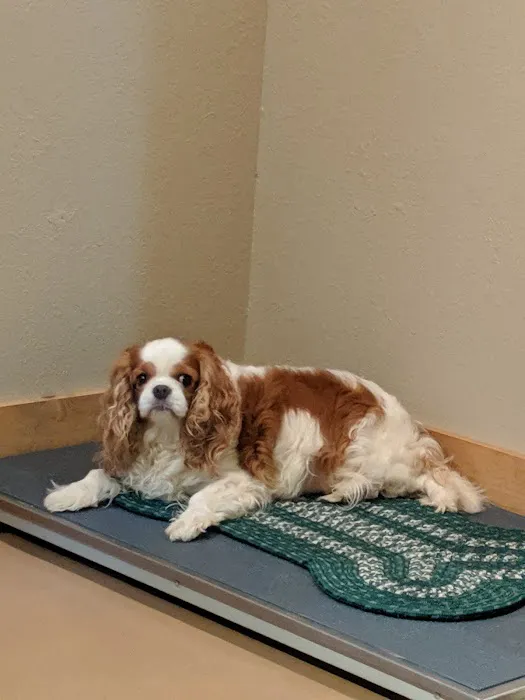 Animal House Veterinary Clinic 4