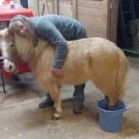 Whiskey River Large Animal Mobile Veterinary Services ico