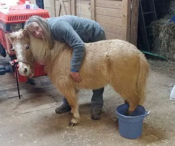 Whiskey River Large Animal Mobile Veterinary Services