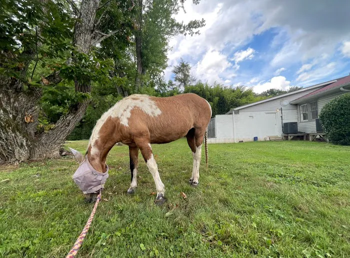Bryson City Veterinary Hospital 8