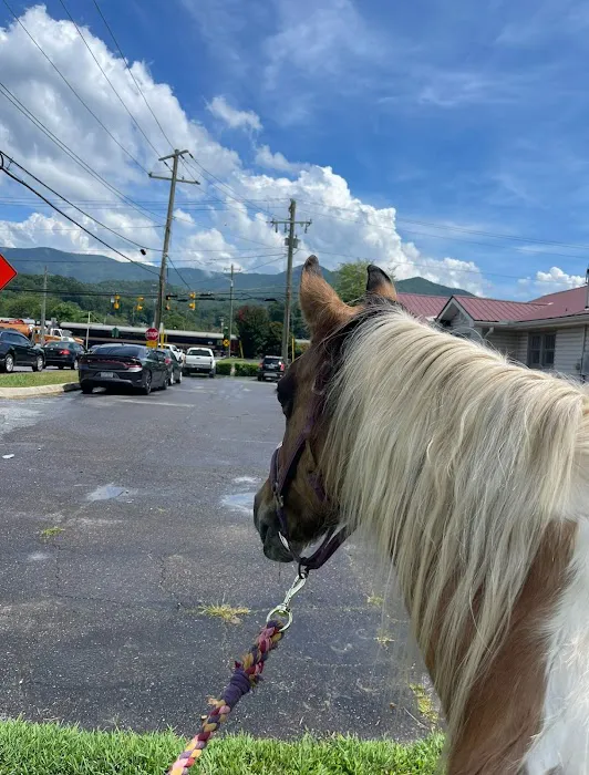 Bryson City Veterinary Hospital 3
