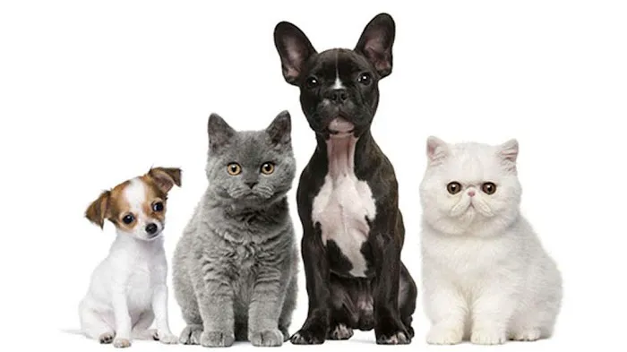 Cherokee Animal Care Clinic 8