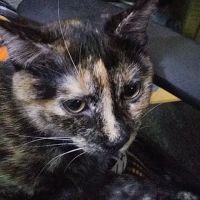 Jackson County Veterinary ico