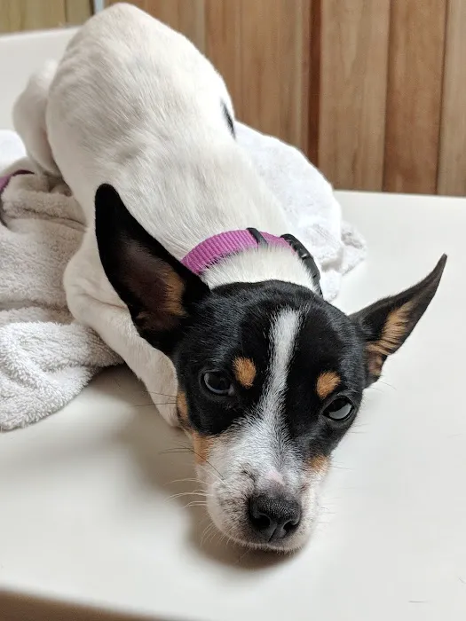 Shelbyville Animal Hospital 12