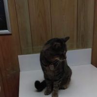 Shelbyville Animal Hospital ico