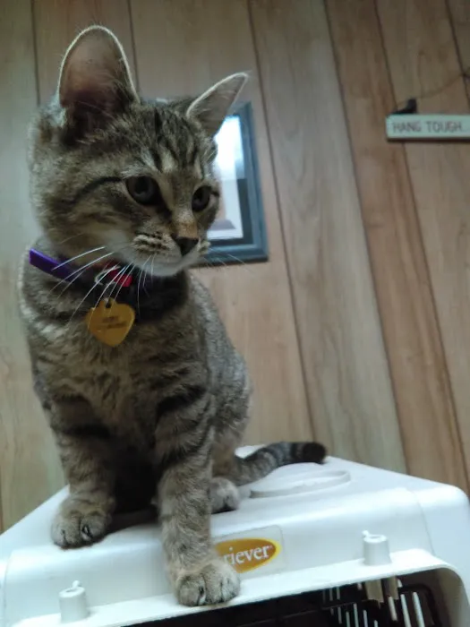 Shelbyville Animal Hospital 12