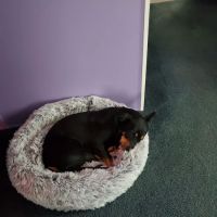 Fayetteville Animal Clinic ico