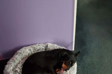 Fayetteville Animal Clinic