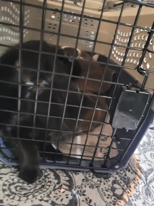 Middle Tennessee Spay & Neuter Clinic 12