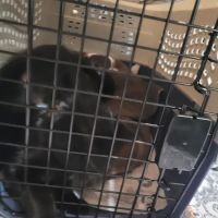 Middle Tennessee Spay & Neuter Clinic ico