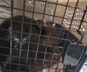 Middle Tennessee Spay & Neuter Clinic