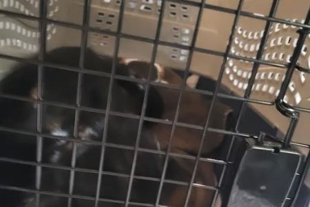 Middle Tennessee Spay & Neuter Clinic