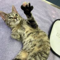 Town & Country Animal Hospital ico