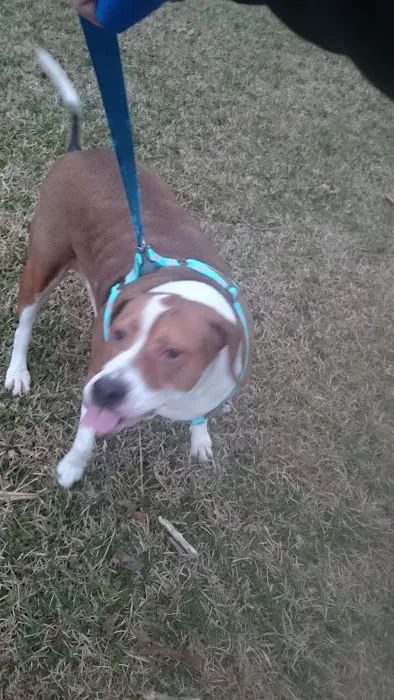 Town & Country Animal Hospital 12