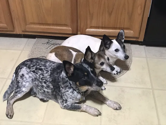 Mc Minnville Animal Care 2
