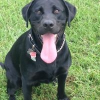 Mc Minnville Animal Care ico