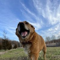 Sparta Road Veterinary Clinic ico