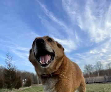 Sparta Road Veterinary Clinic