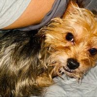 Woodbury Veterinary Hospital ico