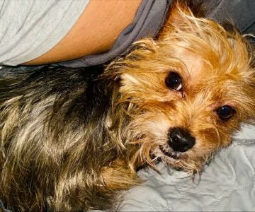 Woodbury Veterinary Hospital