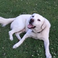 Cannon County Animal Clinic ico