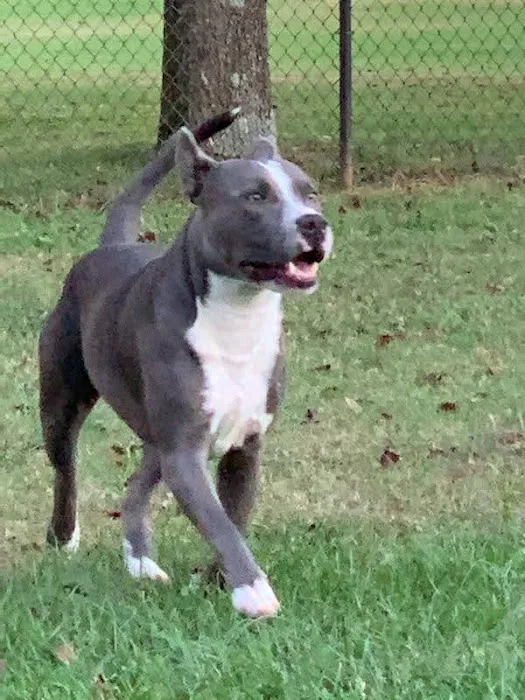 Cannon County Animal Clinic 12