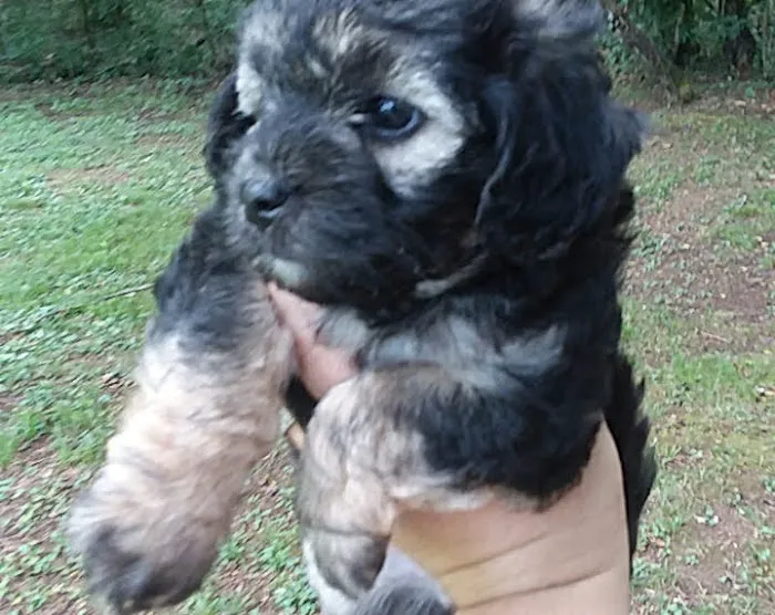 Cannon County Animal Clinic 12