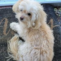 Valley View Veterinary Services ico