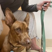 Animal Care Clinic & Hospital ico