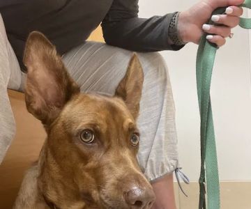 Animal Care Clinic & Hospital