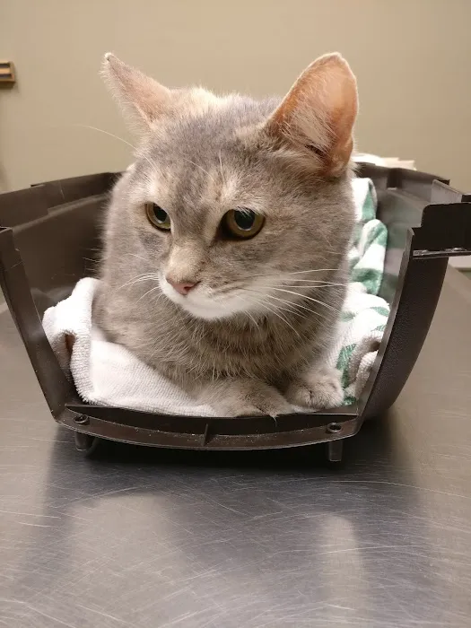 Animal Care Clinic & Hospital 12