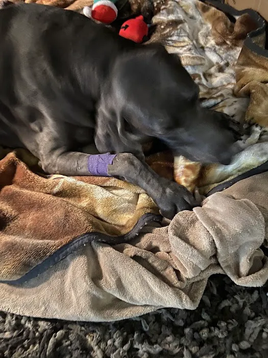 Animal Care Clinic & Hospital 12