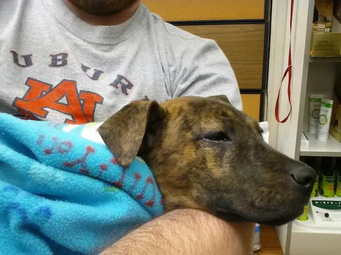 Apollo Animal Hospital PC 12