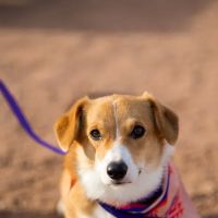 Midtown Veterinary Practice ico