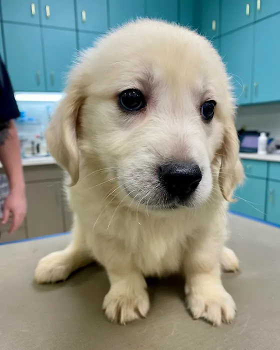 Midtown Veterinary Practice 12