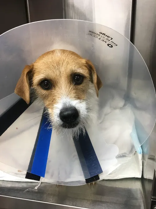 Huntsville Veterinary Specialists & Emergency 12