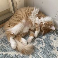 Huntsville Veterinary Specialists & Emergency ico