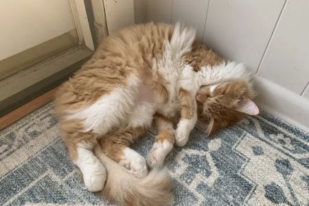 Huntsville Veterinary Specialists & Emergency