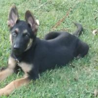 Bentley Animal Hospital ico