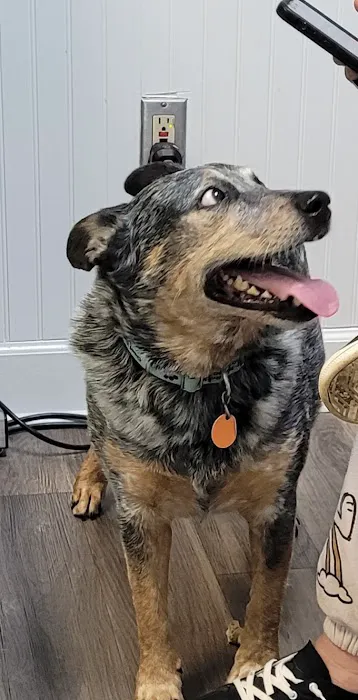 Bentley Animal Hospital 12