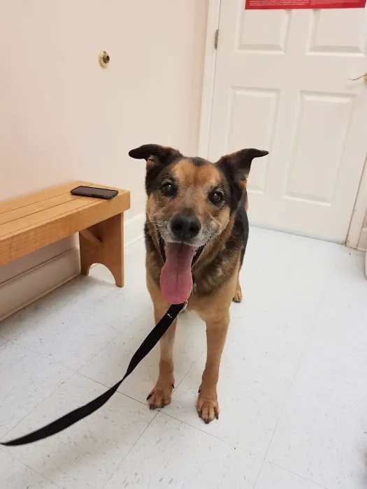 Bentley Animal Hospital 12