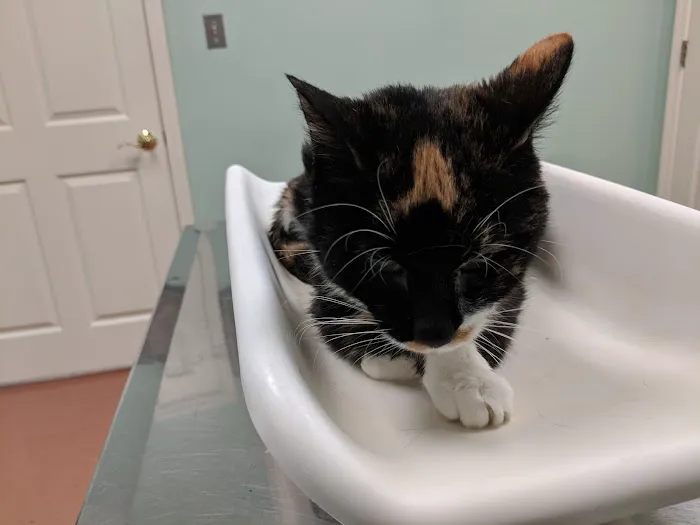Bentley Animal Hospital 12