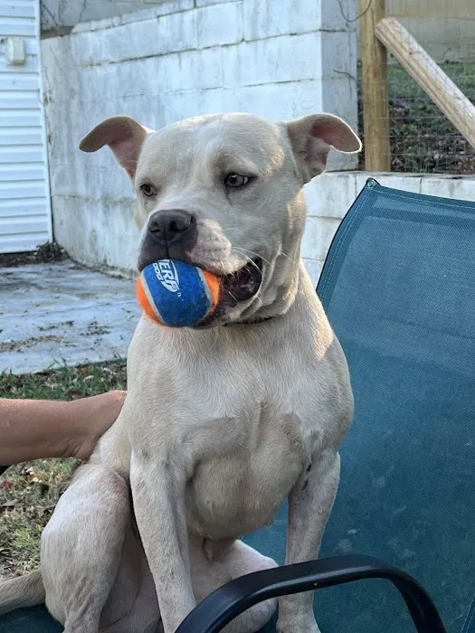 North Alabama Spay Neuter 12