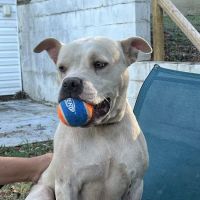 North Alabama Spay Neuter ico