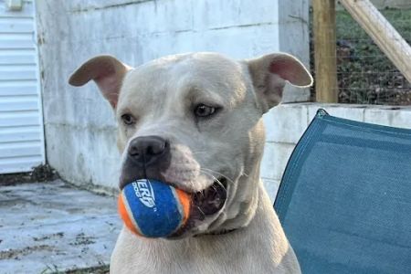North Alabama Spay Neuter